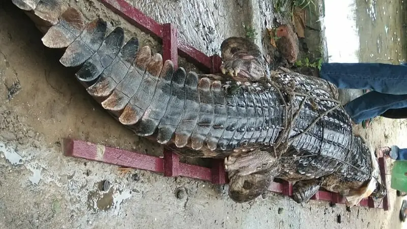 Buaya air tawar yang ditangkap warga karena sering muncul di kanal atau parit perumahan.