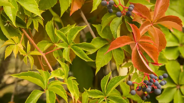Elderberry, Semak Fleksibel untuk Berbagai Konsep Taman