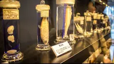 6 museum kedokteran ini diminati traveler karena keunikan koleksinya. 