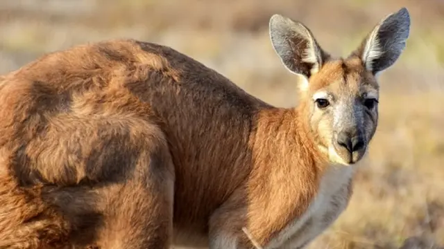 Ilustrasi kanguru