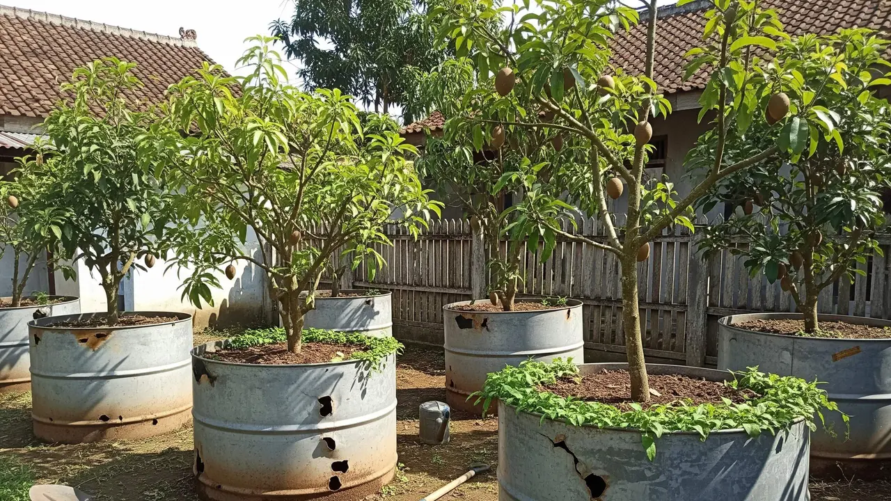 Desain Kebun Buah di Drum Bekas Skala Rumahan