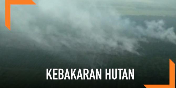 VIDEO: Riau Kembali Dilanda Kebakaran Hutan
