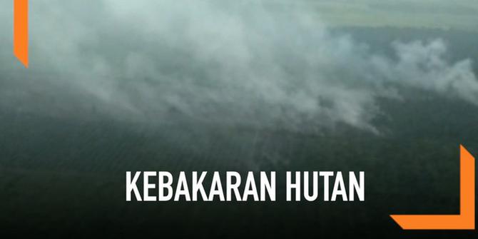 VIDEO: Riau Kembali Dilanda Kebakaran Hutan