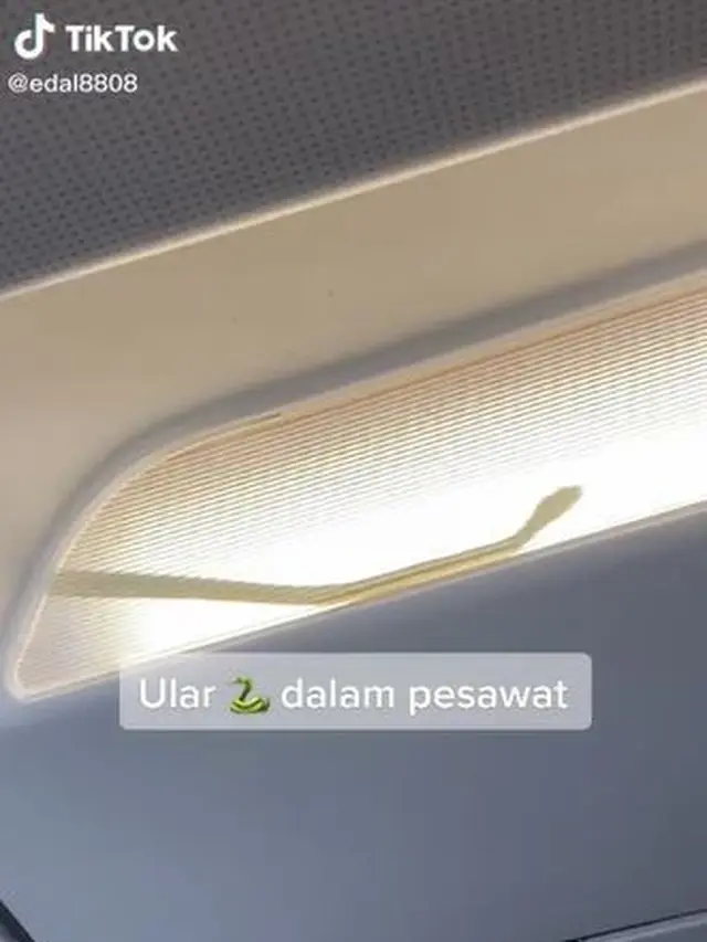 Viral Ada Ular di Dalam Kabin Pesawat, Lakukan Pendaratan Darurat