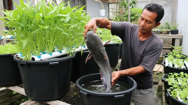 Cara Ternak Lele di Ember Sekaligus Hidroponik Kangkung, Panen Ganda di Lahan Sempit