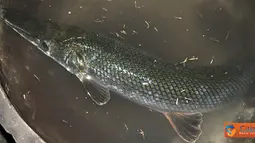 Citizen6, Mojokerto: Ikan aneh ini ditemukan di Situs Kolam Segaran, Desa Trowulan, Kecamatan Trowulan, Kabupaten Mojokerto, Jawa Timur, Selasa, (19/7). Ikan ini ditemukan oleh seorang warga yang sedang memancing di tempat tersebut. (Pengirim: Fariz Bagra