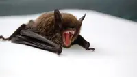 Virus Nipah: Ancaman Zoonosis Mematikan dan Upaya Pencegahannya