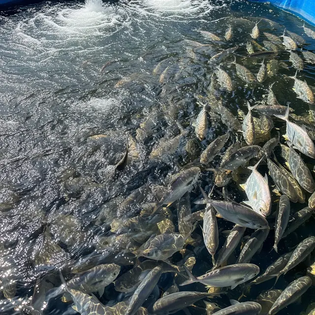 Ikan bawal di kolam air deras (Image by Gemini AI)