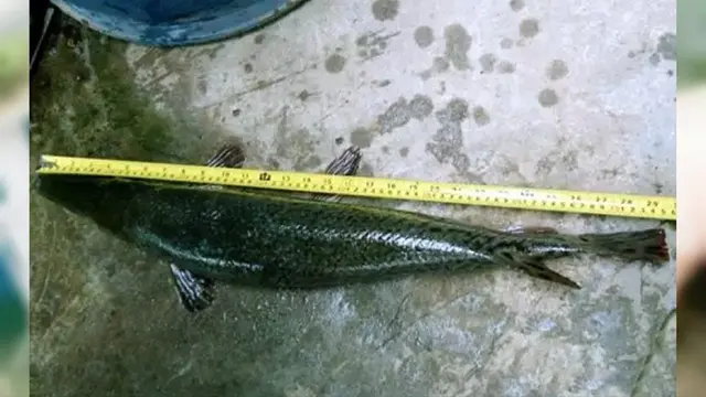 Nelayan Ogah Makan 'Ikan Monster' di Tenggara China-03