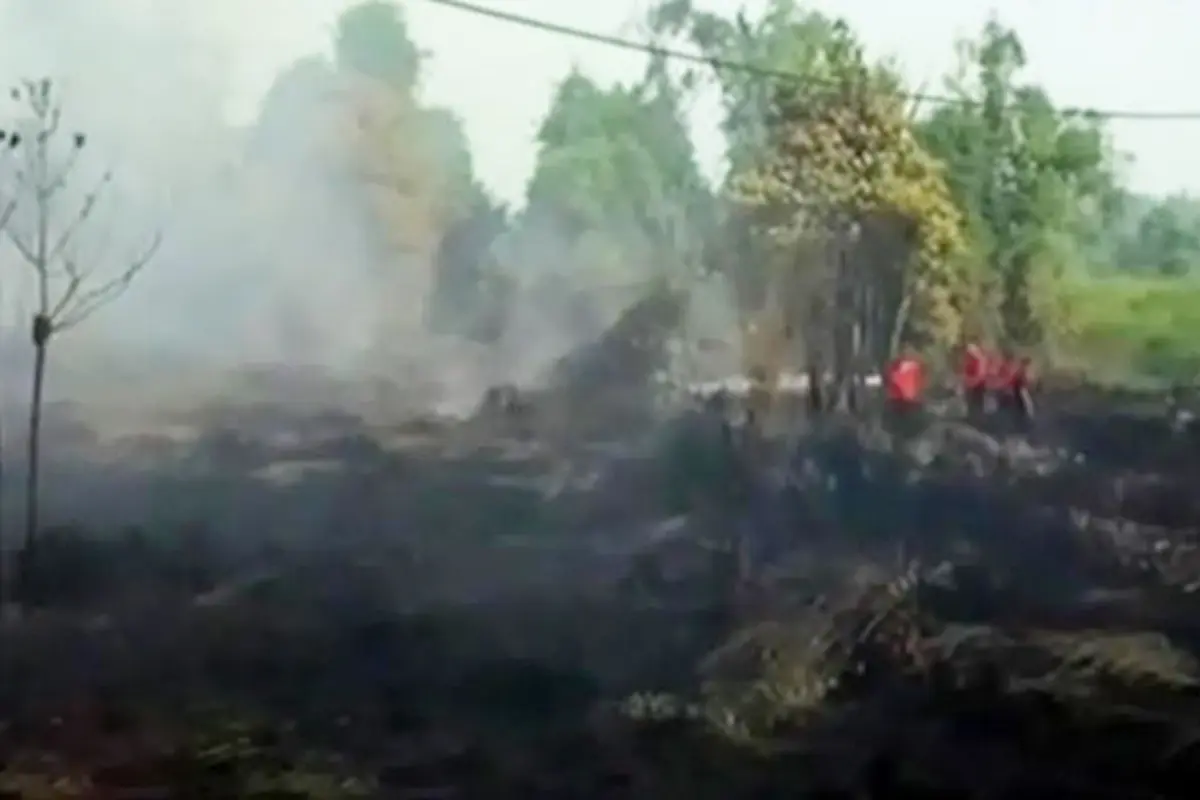 Kebakaran Lahan Jambi Merusak 900 Hektare Hutan dan Kebun Warga