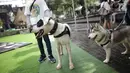 Pengunjung membawa anjingnya dalam festival Dog Does Disco "Pawards" di Central Park Mall, Jakarta, Minggu (28/4/2019). Kegiatan dengan tujuan sebagai tempat bagi para pecinta anjing berkumpul ini dimeriahkan dengan beragam kompetisi untuk peliharaan dan juga talkshow. (Liputan6.com/Faizal Fanani)