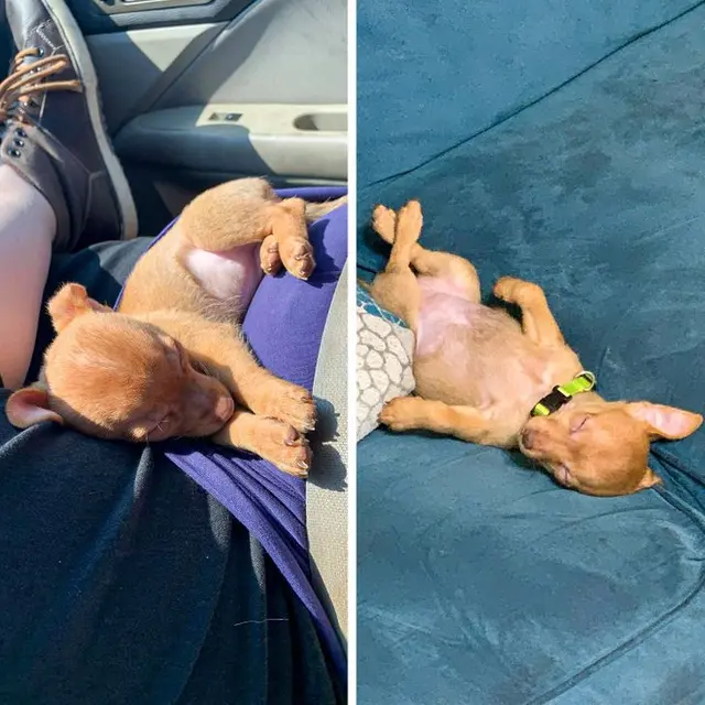 8 Potret Bayi Hewan Ini Gemas Banget, Bikin Ingin Peluk