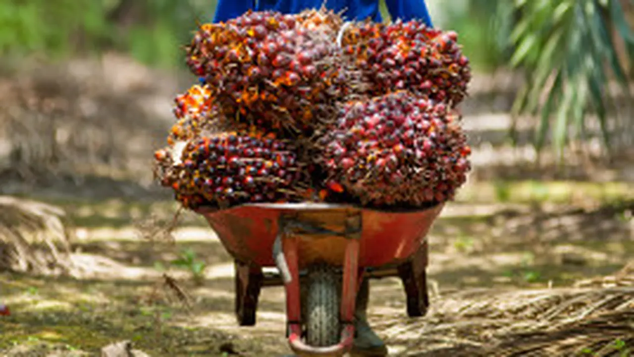 Pekerja Perkebunan Kelapa Sawit