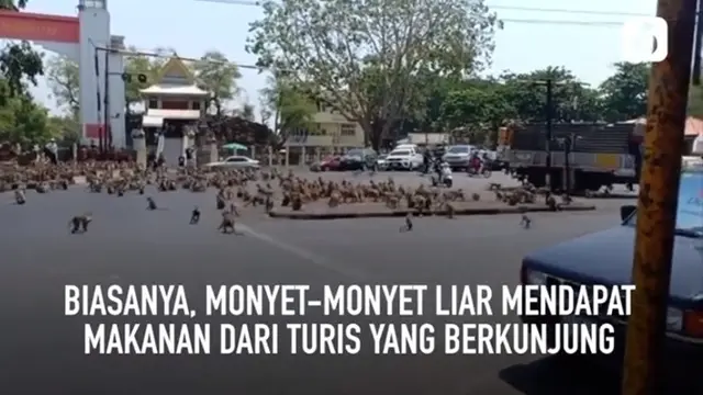 Viral, Ratusan Monyet Kelaparan di Thailand Berebut Makanan Akibat Sepi Wisatawan