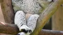 Seekor koala terlihat di Taman Safari Chimelong, Guangzhou, Provinsi Guangdong, China, Kamis (30/4/2020). Taman Safari Chimelong kembali dibuka untuk pengunjung dengan menerapkan langkah-langkah ketat pencegahan pandemi COVID-19. (Xinhua/Liu Dawei)
