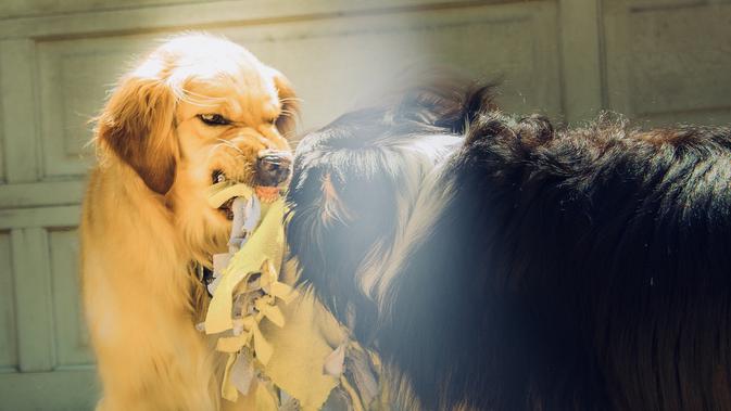 Ilustrasi anjing yang agresif (pixabay)