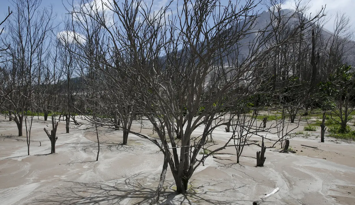 Sejumlah pohon jeruk yang terbakar lava panas dari Gunung Sinabung terlihat di perkebunan yang ditinggalkan warganya, di Desa Beras Tepu, Karo, Sumatera Utara, 21 Juni 2015.  (REUTERS/Beawiharta)