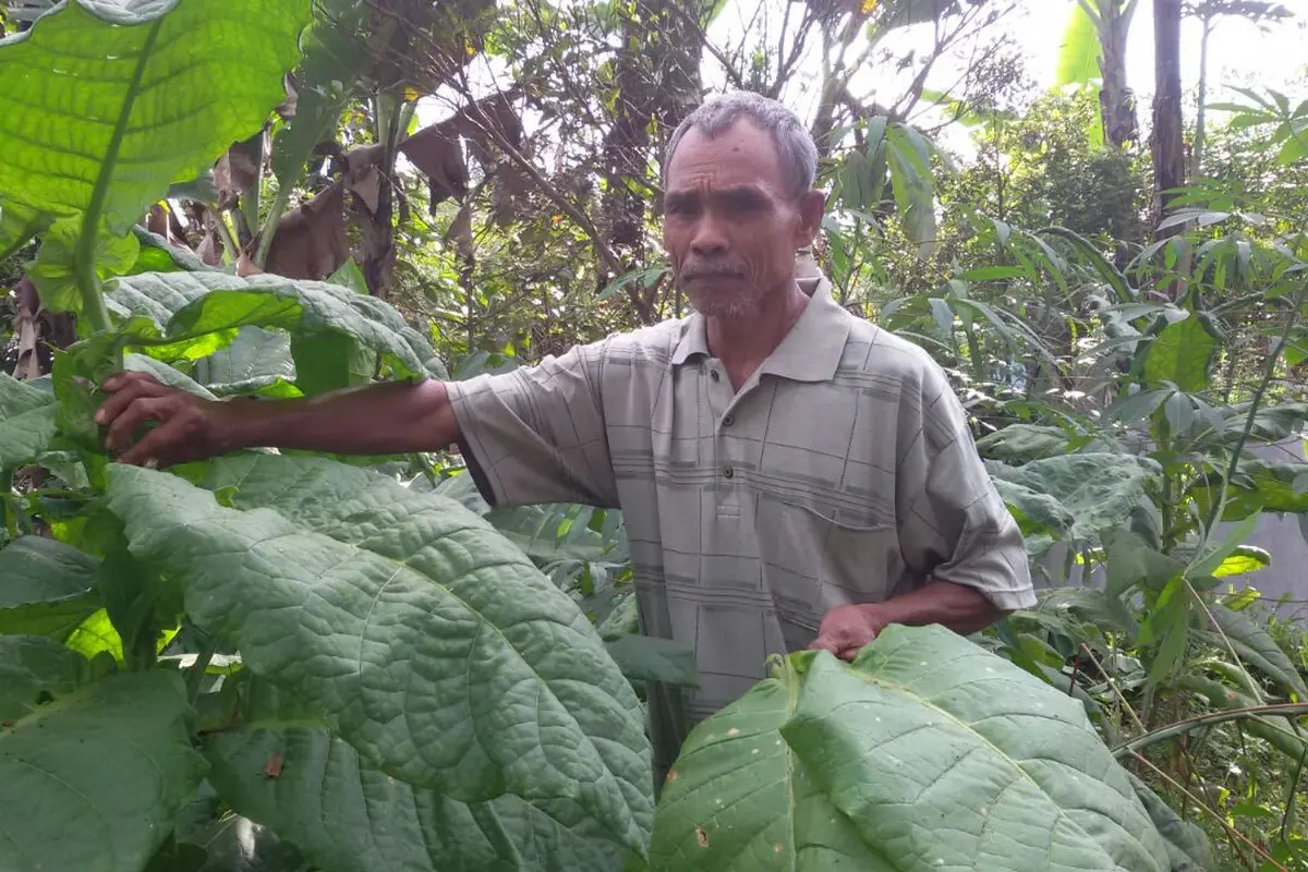 petani tembakau