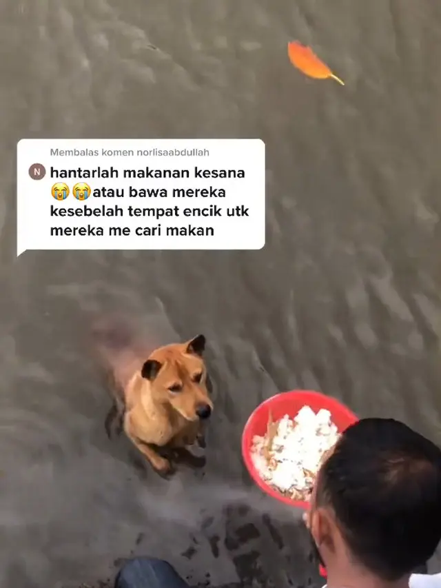 Perjuangan seekor anjing dapatkan makanan.