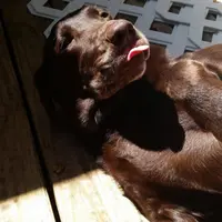 Keceriaan 7 Anjing Pecinta Matahari Ini Bakal Awali Aktivitasmu