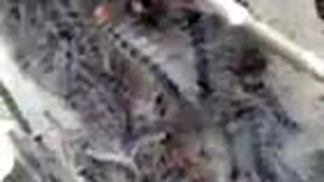 Empat Sarang Ulat Bulu di Pohon Waru