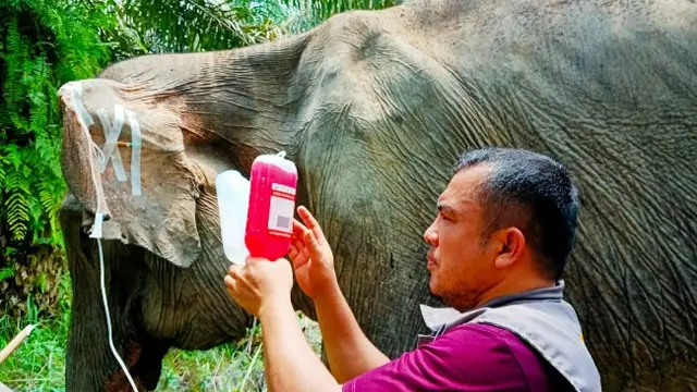 Petugas BBKSDA Riau saat merawat gajah sakit yang akhirnya ditemukan mati beberapa hari kemudian.