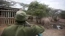 Penjaga James Mwenda mengamati dua badak putih betina dan seekor badak putih terakhir di dunia di Ol Pejeta Conservancy, Laikipia, Kenya, Jumat (2/3). Kondisi badak putih jantan satu-satunya, Sudan (45) saat ini sedang memburuk. (AP Photo/Sunday Alamba)