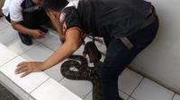Warga Desa Bojongkulur, Kecamatan Gunungputri, Bogor, menangkap ular piton di pemukiman. (Liputan6.com/Achmad Sudarno)