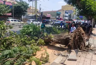 Pohon 15 Meter Tumbang di Semarang (Antara)