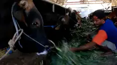 Jelang Hari Raya Idul Adha, harga sapi terus melonjak naik di Jombang, Jawa Timur. Kenaikan menginjak sepuluh persen dari harga biasanya.