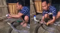 Aksi Pria Mandikan Ular Kobra Ini Ngeri Banget, Bikin Heran (Sumber: News18)