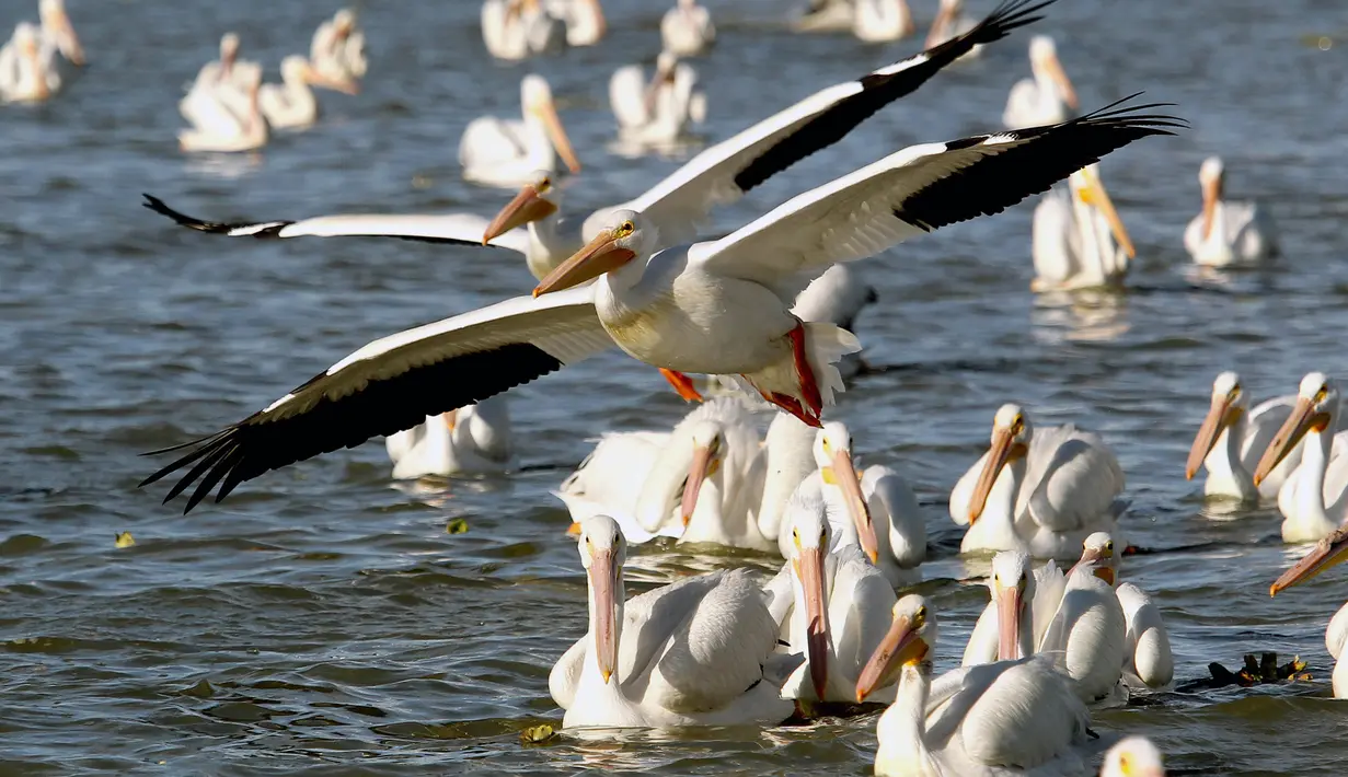 Pelikan putih, salah satu burung terbesar dari Kanada dan Amerika Serikat, terlihat di pantai laguna Chapala di Cojumatlan, Meksiko pada 28 Januari 2020. Pelikan putih melakukan perjalanan ribuan kilometer bermigrasi dari suhu rendah Amerika Utara. (Photo by ULISES RUIZ / AFP)