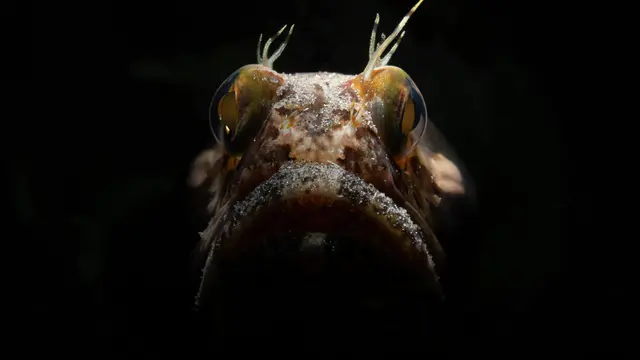 Fenomena Langka Simak 10 Fakta Menarik tentang Anglerfish yang Muncul