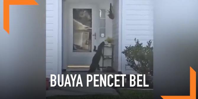 VIDEO: Aksi Buaya Coba Pencet Bel Rumah Warga