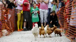 Sejumlah ayam betina berlari dalam World Hen Racing Championships di Bonsall, Inggris, Sabtu (1/8/2015). Sejumlah ayam betina adu kecepatan untuk menjadi pemenang dalam kejuaran tersebut. (Reuters/Darren Staples)