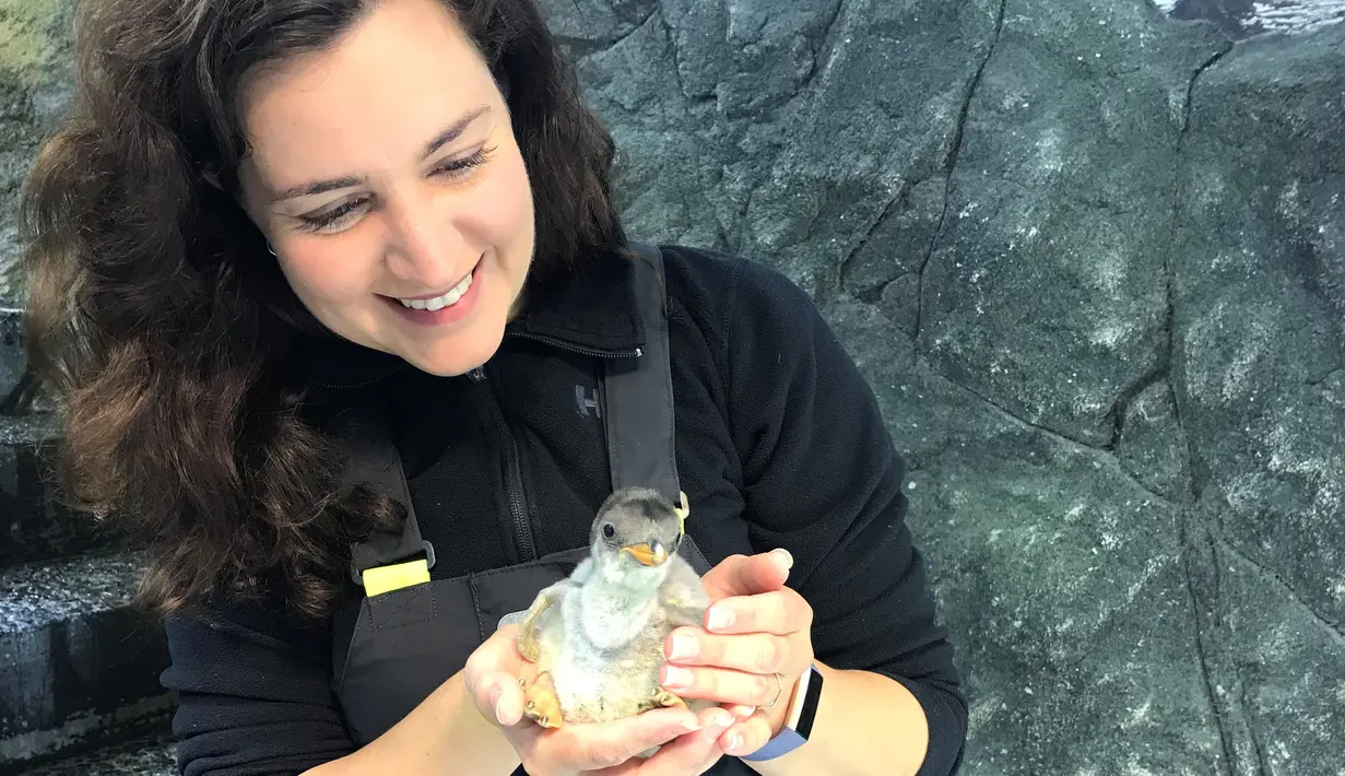 Seekor bayi penguin dipegang oleh penjaga Kerrie Dixon di Sea Life Aquarium Sydney di Sydney, Australia (18/11/2020). Penguin yang tertua menetas pada pertengahan Oktober lalu, sedangkan yang termuda baru menetas dua pekan lalu. (Xinhua)