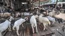 Pedagang hewan kurban menunggu pembeli di Pasar Kambing, Tanah Abang, Jakarta, Selasa (6/7/2021). PPKM Darurat juga menyebabkan pengiriman hewan kurban dari luar kota terhambat sehingga stok kambing dan sapi terbatas. (merdeka.com/Iqbal S. Nugroho)