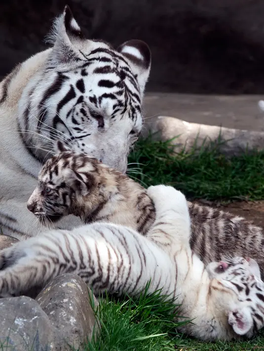 Induk harimau bengal, Clarita bersama dua dari tiga anaknya di Kebun Binatang Huachipa, Lima, Peru, Selasa (30/10). Pihak kebun binatang membuka kompetisi untuk memberikan nama bagi tiga bayi Clarita yang berusia 8 minggu. (Cris BOURONCLE/AFP)