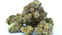 Polisi Bongkar Kasus Peredaran Ganja di Kawasan Cawang Jaktim, Tiga Terduga Pelaku Ditangkap