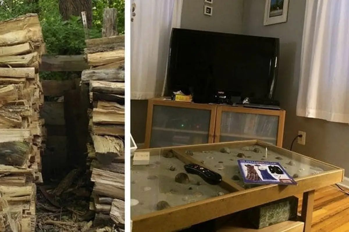 Yuk Coba Cari Kucing yang Bersembunyi dalam Foto-Foto Ini