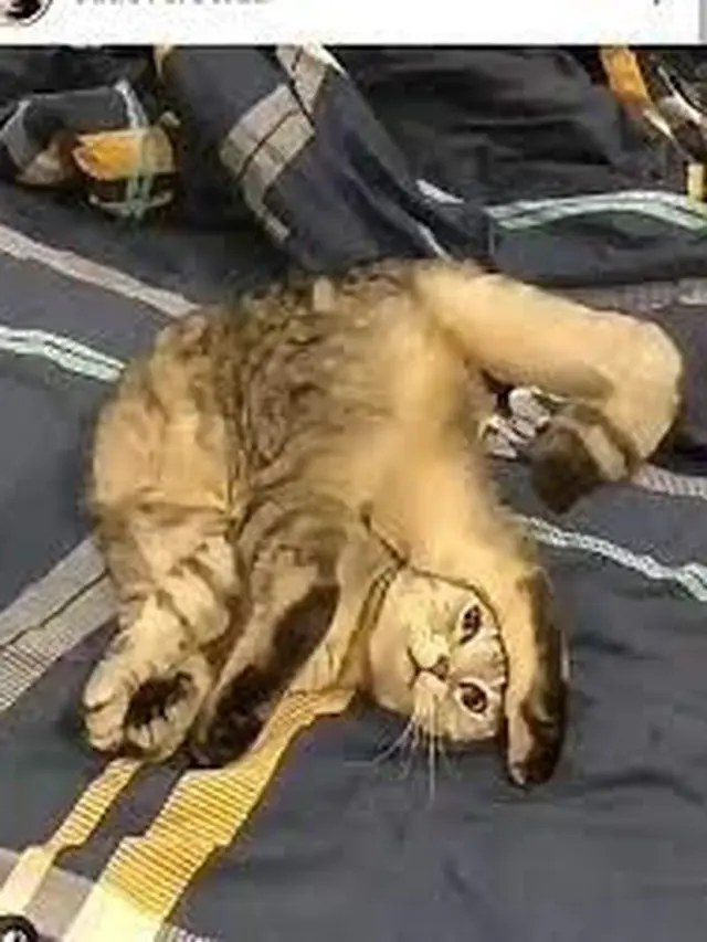 6 Potret Kucing Banyak Tingkah Ini Lucu, Terlalu Atraktif