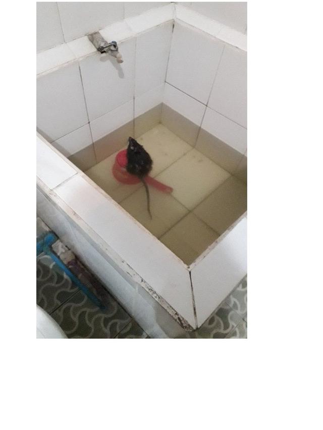 7 Tingkah Laku Tikus saat Tertangkap Kamera Ini Bikin Geleng Kepala