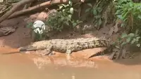 Buaya Lisa Kembali Muncul di SMAN 5 Depok, Pemkot Ajak Komunitas Reptil Lakukan Penangkapan