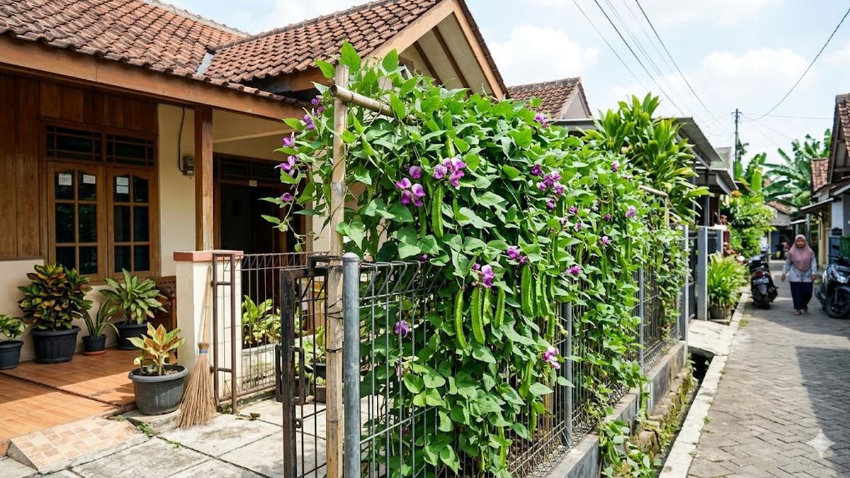 7 Ide Kebun Kecipir Rambat untuk Lahan Sempit, Lengkap dari Tanam hingga Panen