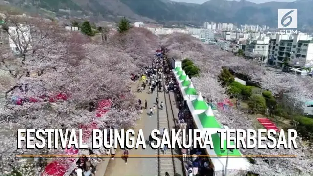 Masyarakat Korea Selatan, menikmati festival bunga sakura terbesar di festival Jinhae Gunhangje.