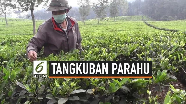 Erupsi Gunung Tangkuban Parahu sudah berlangsung selama 3 pekan. Akibatnya pabrik pengolahan teh tutup karena daun harus dibersihkan dari debu vulkanik.
