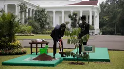 Presiden Joko Widodo (kanan) saat menemani Emir Qatar Syekh Tamim bin Hamad Al Thani menanam pohon eboni di Istana Bogor, Jawa Barat, Rabu (18/10). Pohon eboni merupakan pohon endemik atau kayu hitam Sulawesi. (AFP Photo/Pool/Beawiharta)