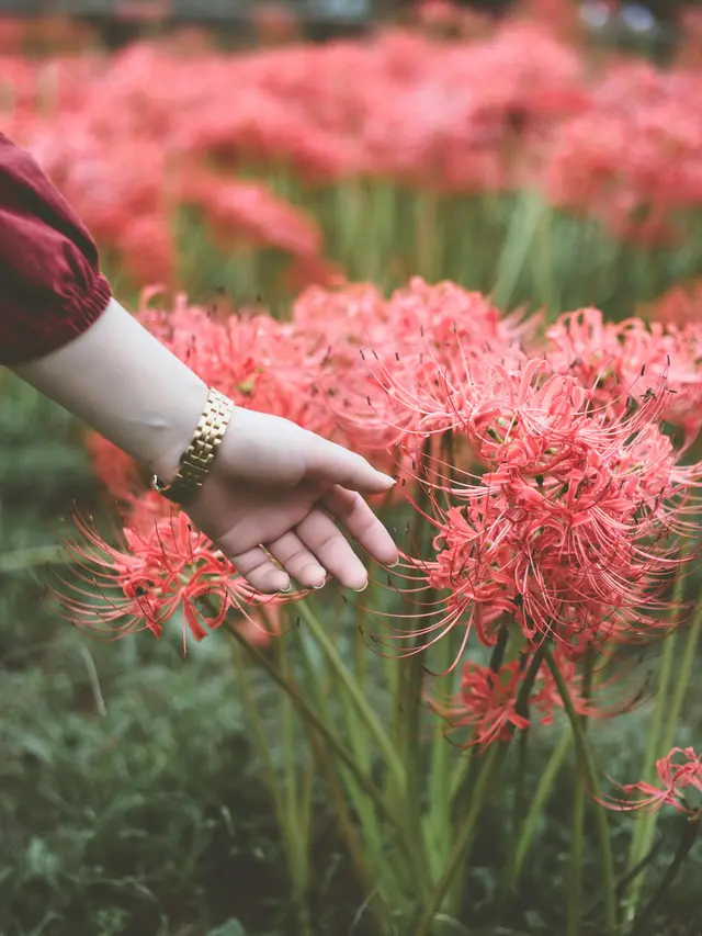 Spider Lily: Simbol Kebijaksanaan