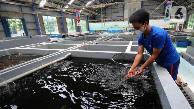 FOTO: Mengunjungi Pusat Koi dan Maskoki Nusantara Milik KKP di Cibinong