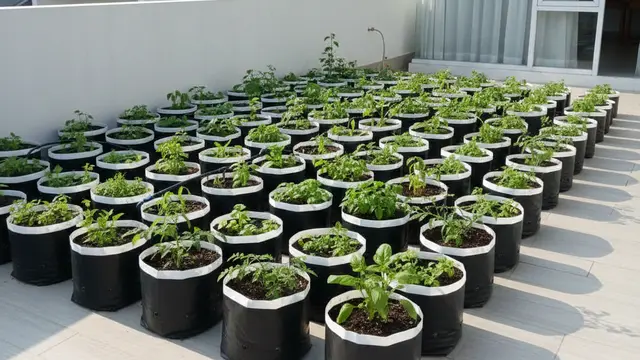 Kebun Sayur Polybag Tumpang Sari (Foto: Gemini AI)